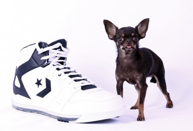 Μίλι, η πιο μικροσκοπική σκυλίτσα στον κόσμο